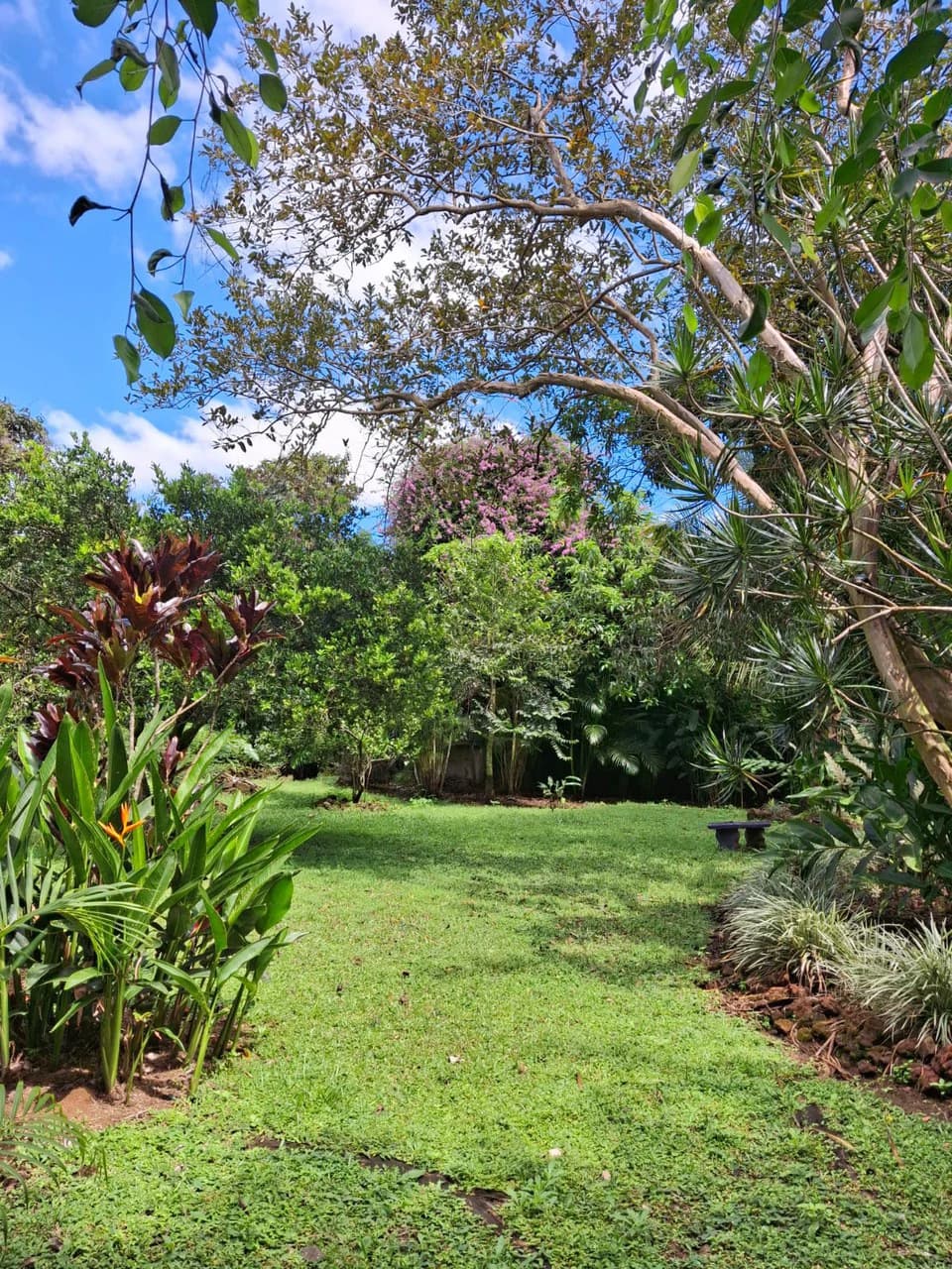 Casa Pura Vida!: Unique Multi-Home property and pool with nature backdrop - photo 9