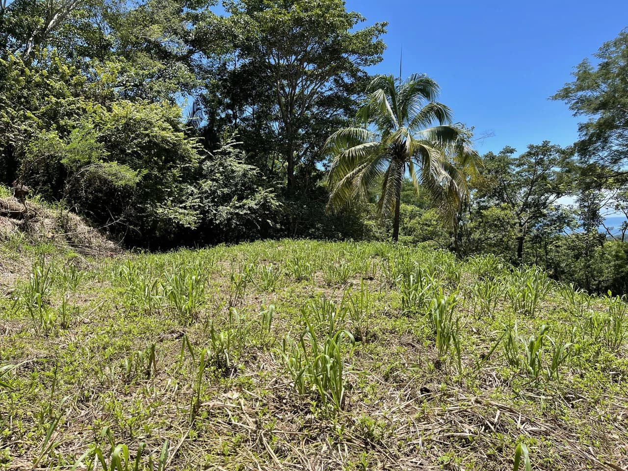 5.4 ACRES – Amazing Ocean View Acreage With Multiple Building Sites And Legal Water!!! - photo 11
