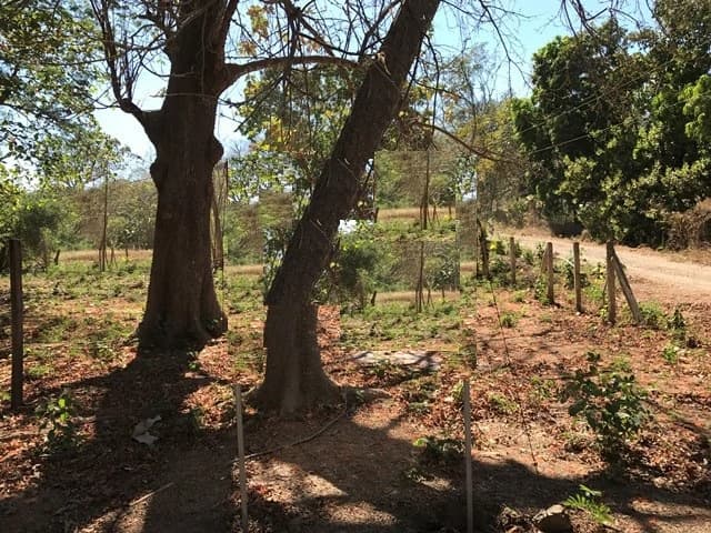 Big Property close to Playa Conchal - photo 2