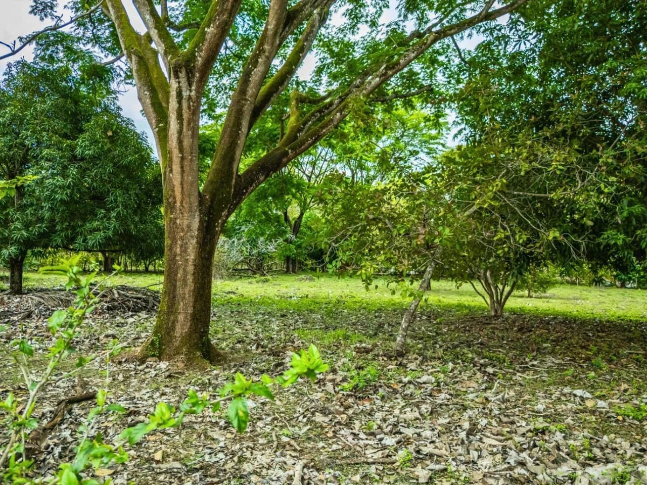 Marbella Dream Lot: 2.4 Acres of Natural Beauty Near the Beach - photo 7