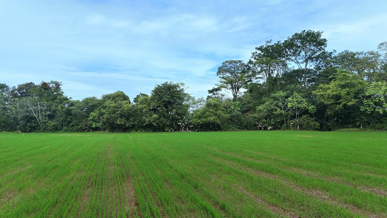 Near the Coast Agricultural Land For Sale in Matapalo - photo 7