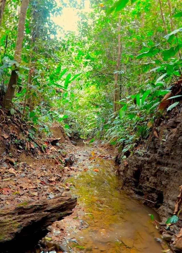 173-Acres of Nature Reserve with Spectacular Primary Forest & Golfo Dulce Views - photo 18