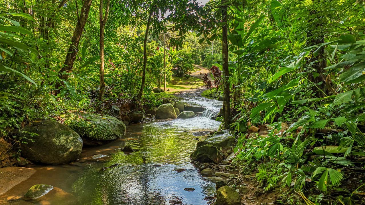 A Jungle House Built of Wood & River Dreams - photo 9