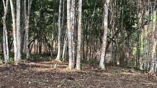 Beautiful Property for Sale in the Mountains of San Juanillo – Prime Land with Building Potential Just 10 Minutes from the Ocean - photo 17