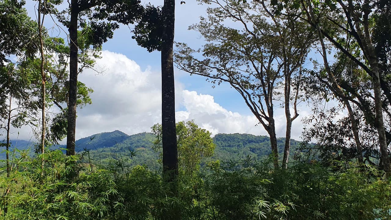 Property #2 with Bamboo Plantation, Development Opportunity (Residential, Hotel, and Industrial). - photo 14