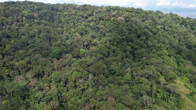 Ocean View & Primary forest 55-ha Rincon de Osa - photo 5