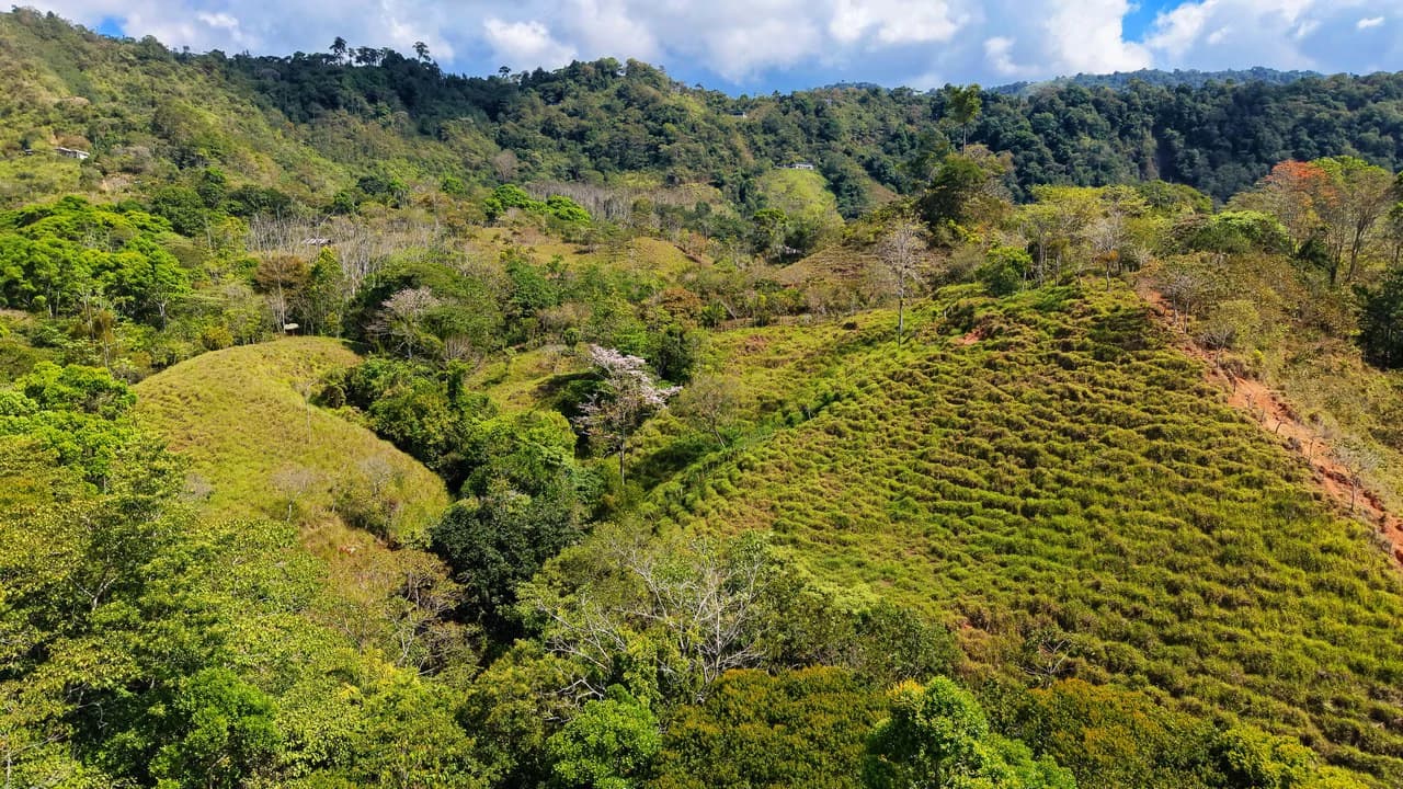 2.8 HA FARM FOR SALE IN SAN LUIS DE MORETE | MOUNTAIN VIEWS AND NEAR THE OCEAN - photo 10
