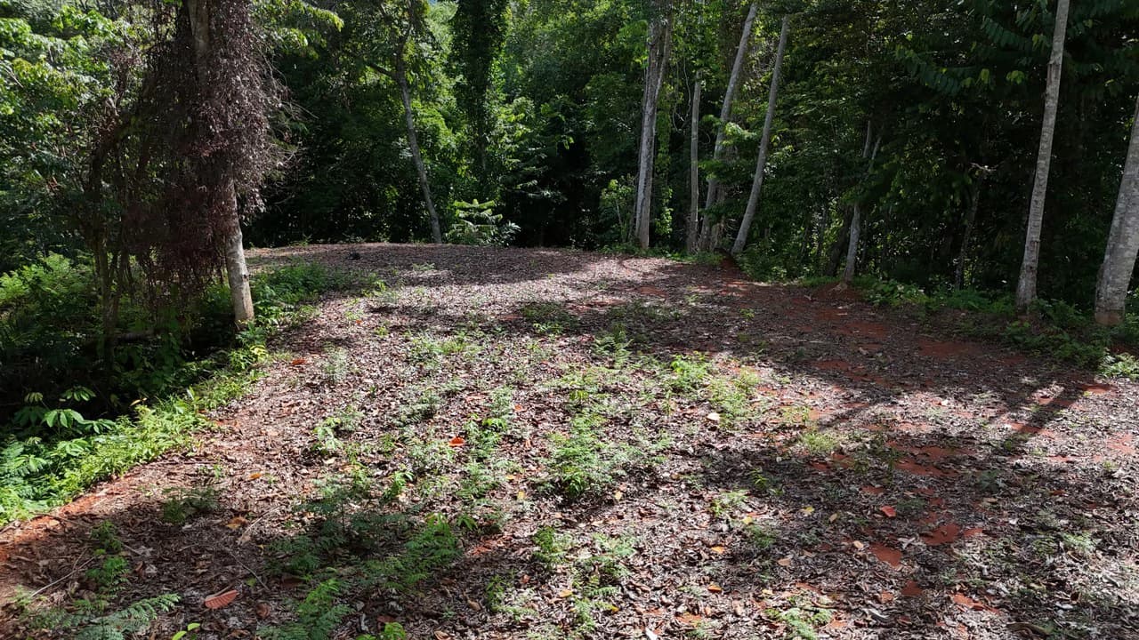 Spectacular Ocean view on 7.7 acres: Mountain Home Construction Site For Sale in Bahía Ballena - photo 7