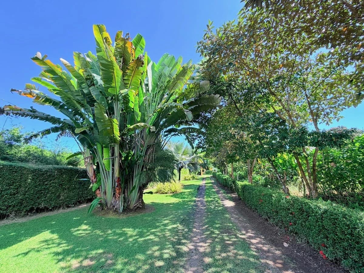 Osa Peninsula Turnkey Property Near Golfo Dulce Beach - photo 4
