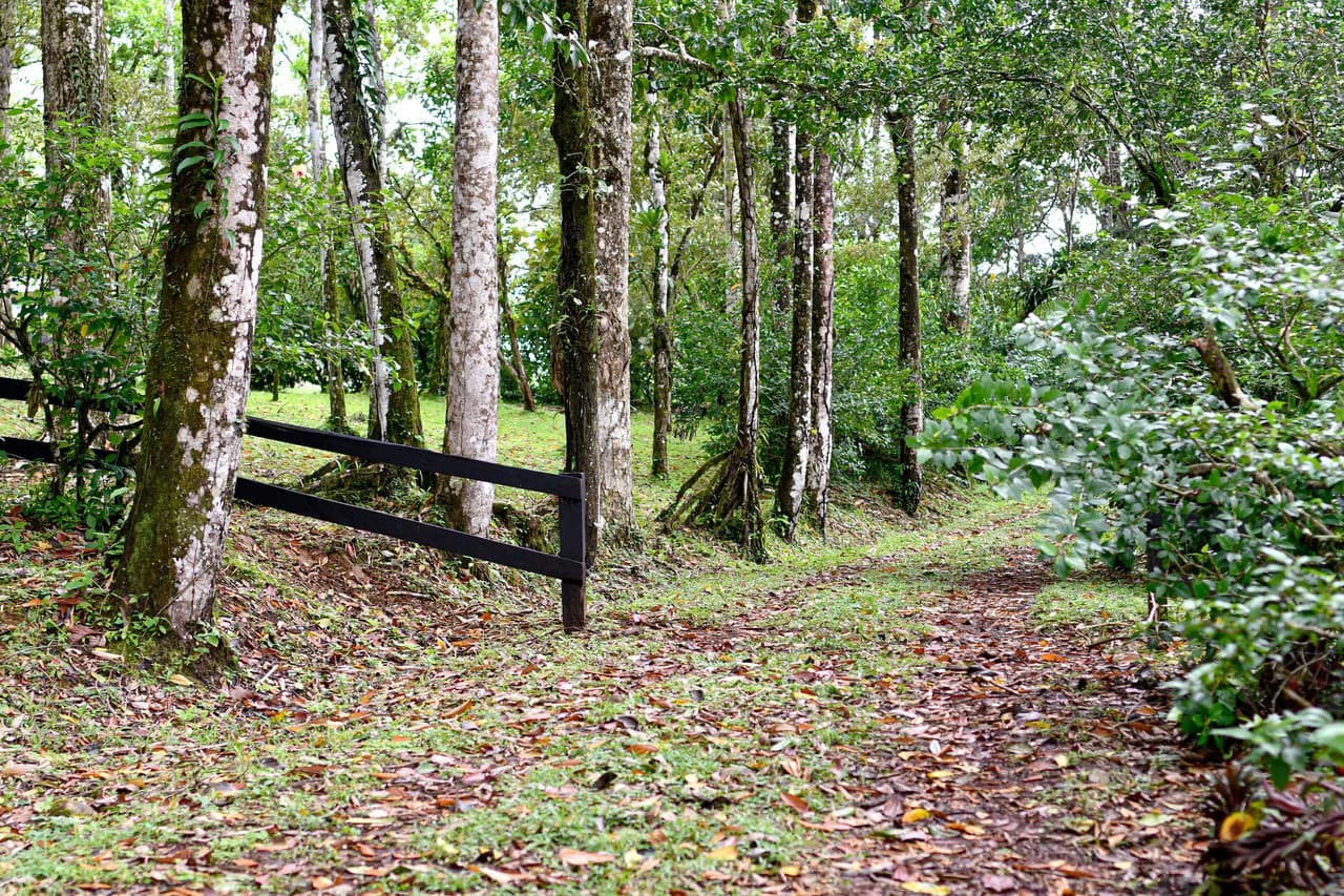 Finca Macadamia: 154-acre Rainforest Paradise with two Houses and Trails! - photo 8
