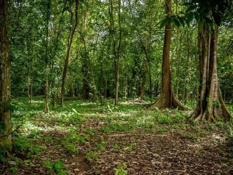 0.25 Acres Lots For Sale in La Amapola, Puerto Jimenez on Highway-245 - photo 4