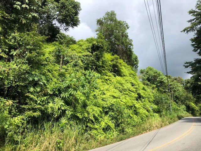 6.5 ACRES – Space To Grow, Build & Thrive, Close To The Beach & Commercial Potential Road Frontage!!!!!: Mountain and Countryside Development Parcel For Sale in Platanillo de Dominical - photo 18