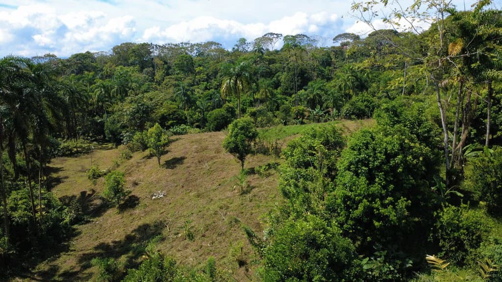 Countryside Agricultural Land For Sale in Pueblo Nuevo - photo 4