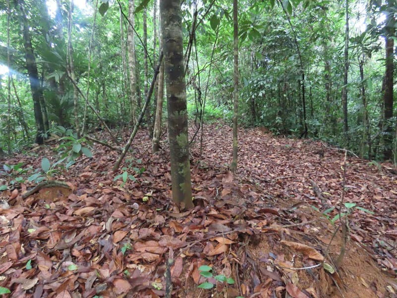 34-Acres of Forest For Sale in Riyito de Puerto Jimenez - photo 13