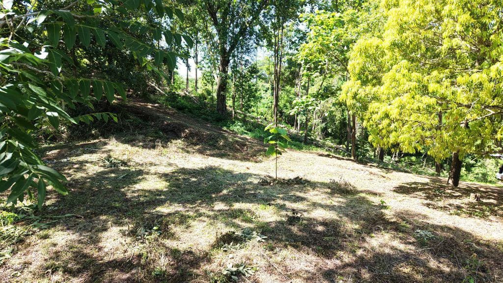 Lote Budry: Exclusive Elevated Lot with Stunning Mountain & Jungle Views Near Samara Beach - photo 9