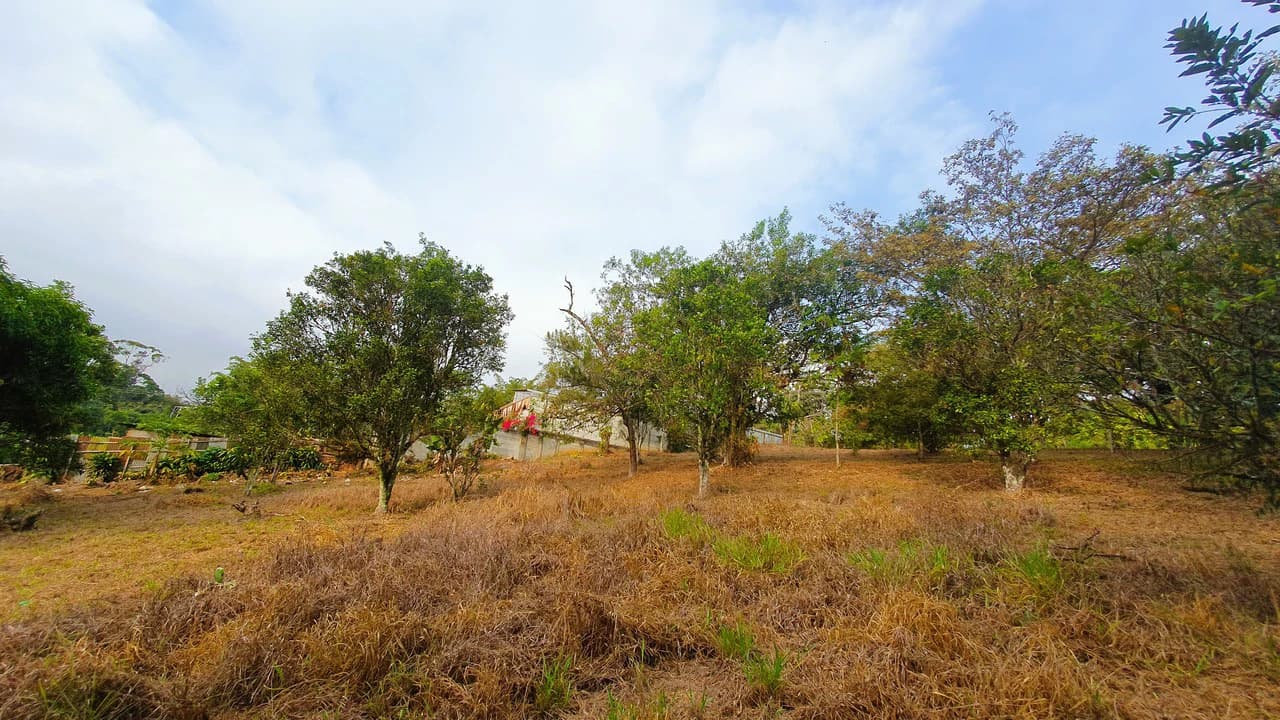 FRUIT TREE PROPERTY FOR SALE: Home Construction Site For Sale in San Isidro del General - photo 20