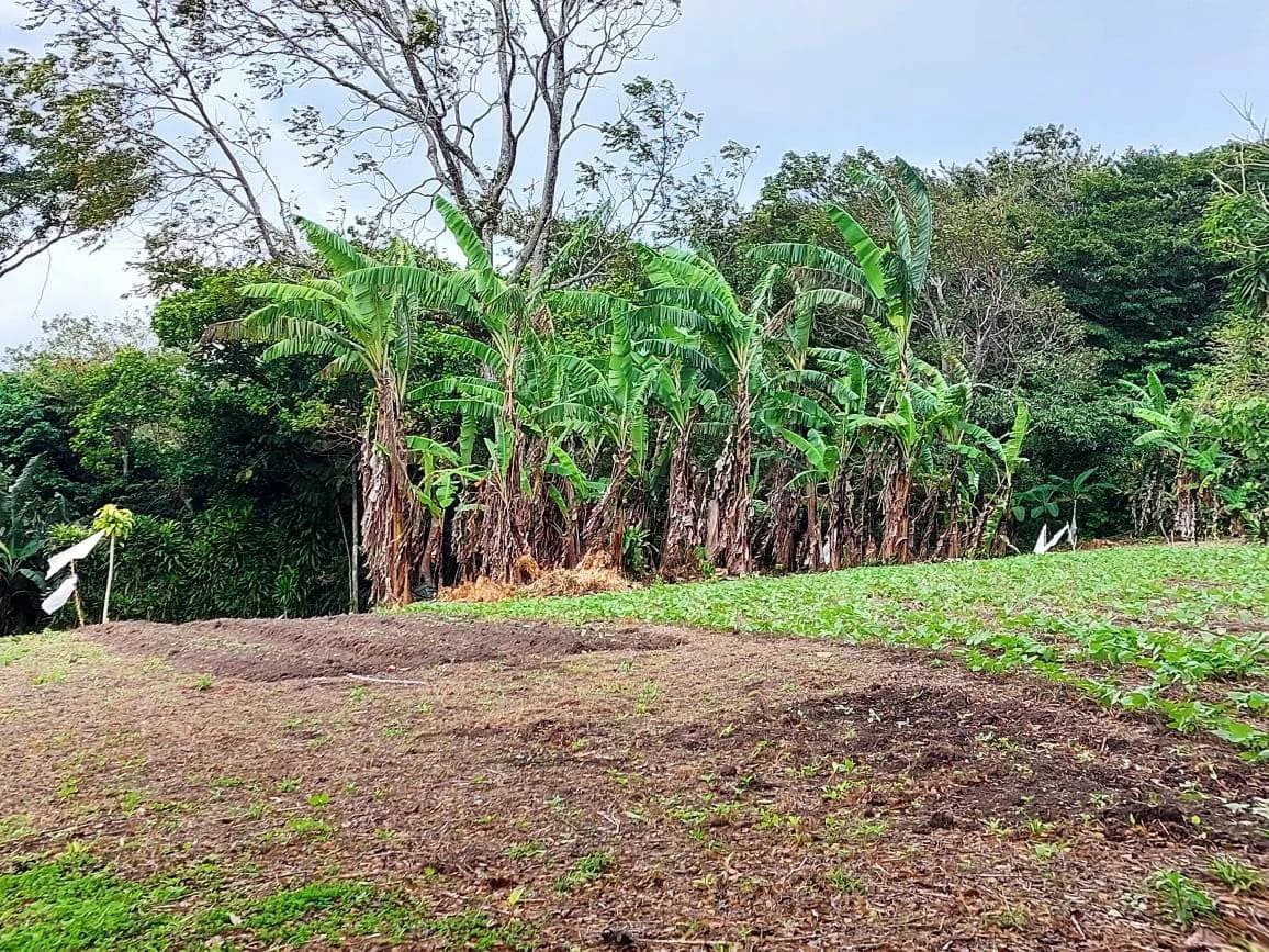 SALE PENDING, UNDER CONTRACT ! Finca Esperanza - Spacious property with many options. Seller Motivated ! - photo 5
