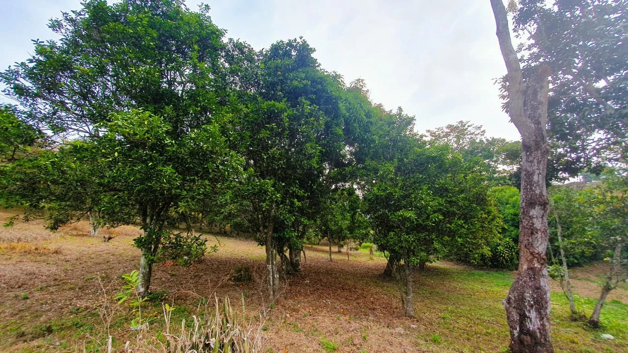 FRUIT TREE PROPERTY FOR SALE: Home Construction Site For Sale in San Isidro del General - photo 15