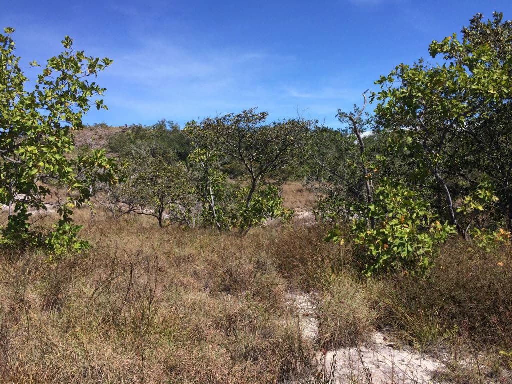 Large Property in Curubandé of Liberia - photo 16