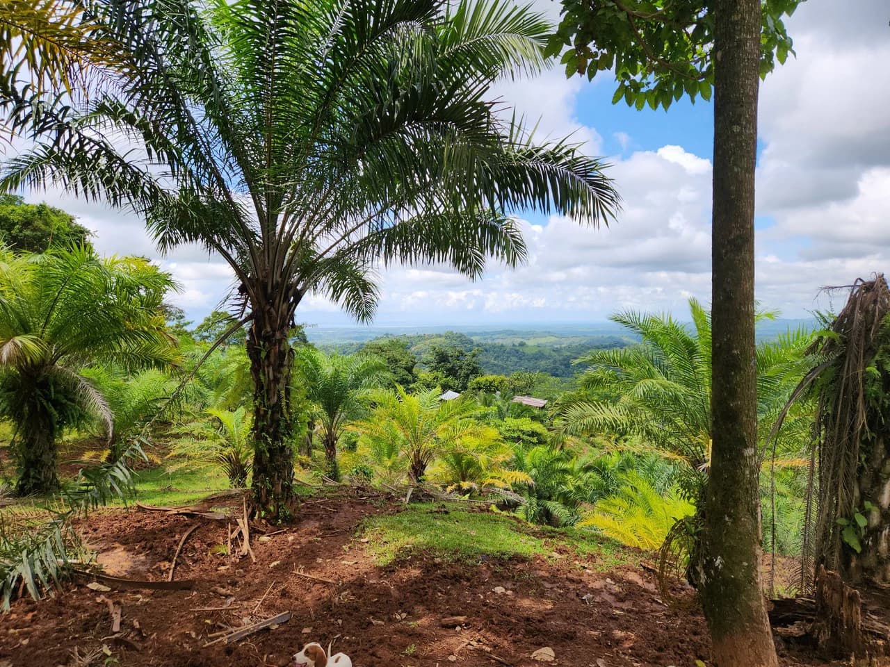 PRIME PARRITA FARM FOR SALE - photo 8