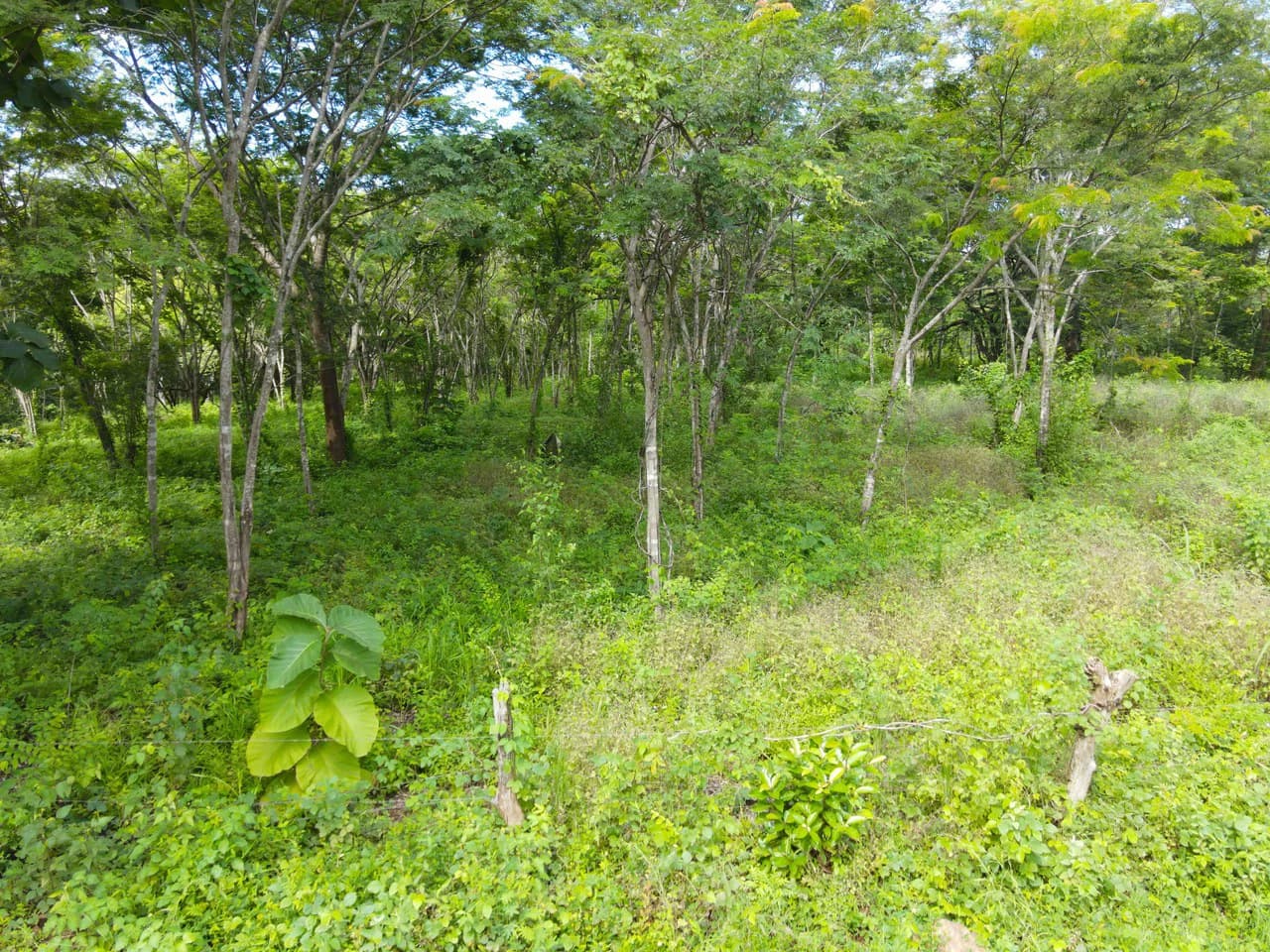 Finca Montecito: Ocean View Development Finca in Playa Avellanas - photo 18