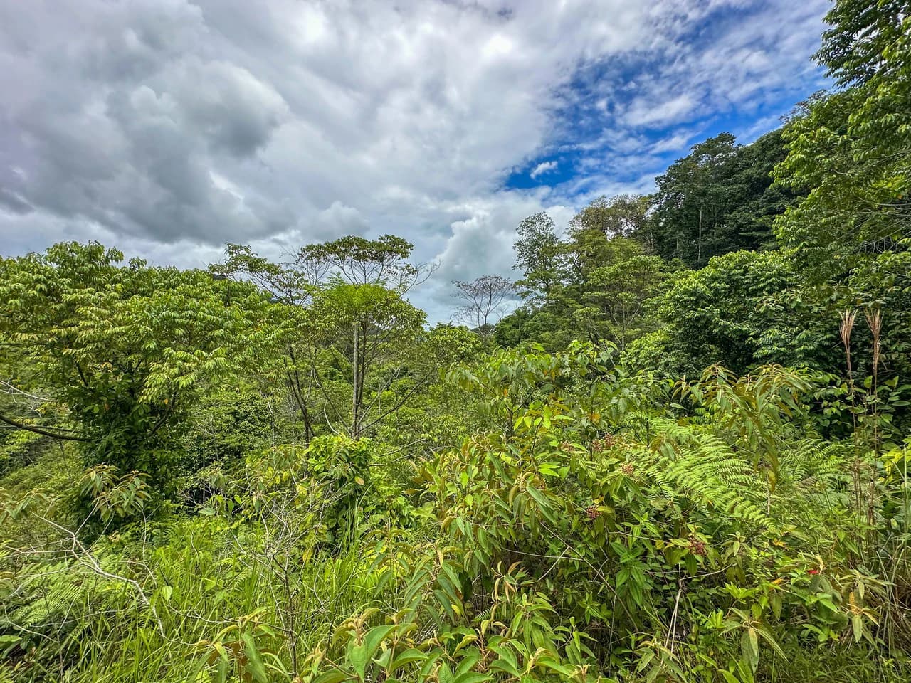 Costa Rican Gem with Conservation Potential: Preserve 26 Acres of Pristine Land - photo 11