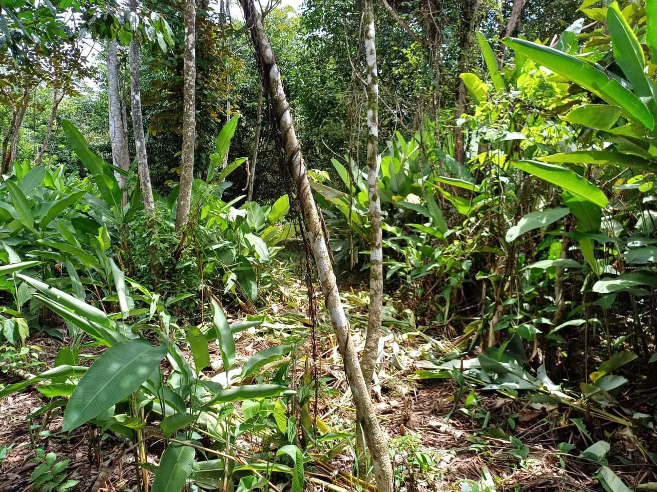 Natura Amapola Reserve, Puerto Jimenez - photo 16