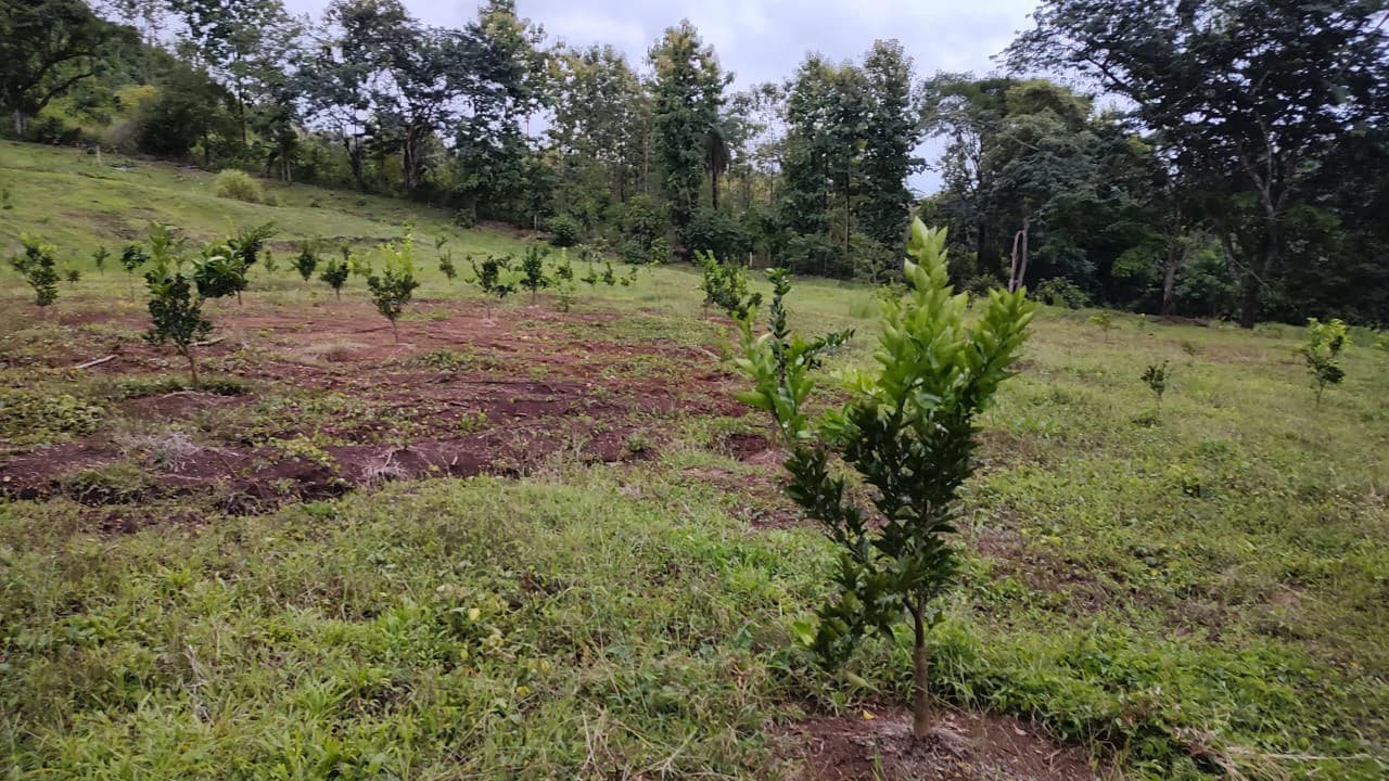 Agricultural Farm for Sale in the mountains of Hojancha, Beautiful 25-acre property with floating lake Apartment and Huge main home - photo 16