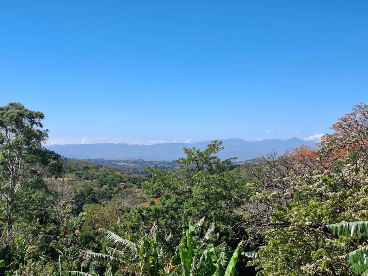 Private Paradise: Luxury home and Guest home on large private lot! - photo 3