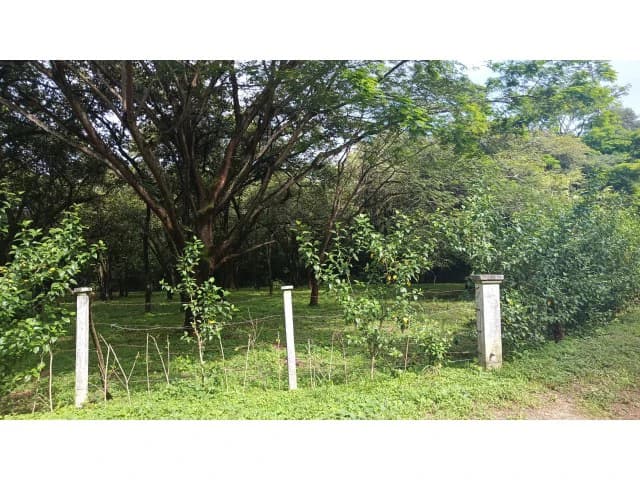Dream Ranch for Sale with Houses and Horse Stable in Guanacaste – Great Investment Opportunity - photo 4