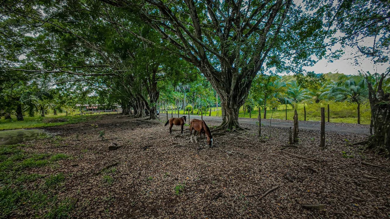 4,850 Acre Beachfront Legacy Ranch Esterillos Central Pacific Coast - photo 35