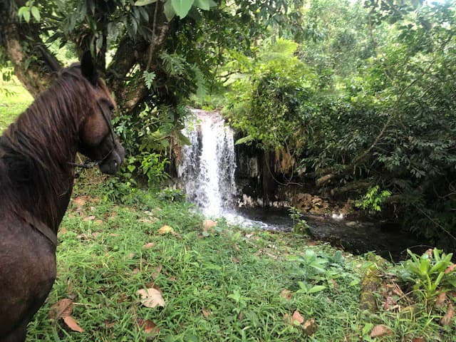 Hot and Cold Thermal Springs for Sale – Beautiful Property in Dos Ríos, Alajuela with Excellent Commercial Potential - photo 10