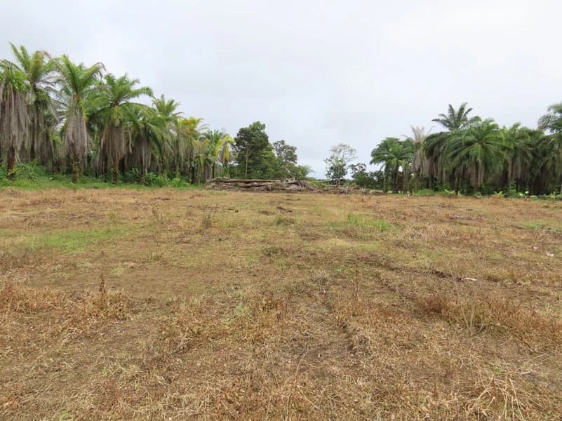 1.45-Acre Lot with Excellent Location in Canaza de Puerto Jimenez - photo 9