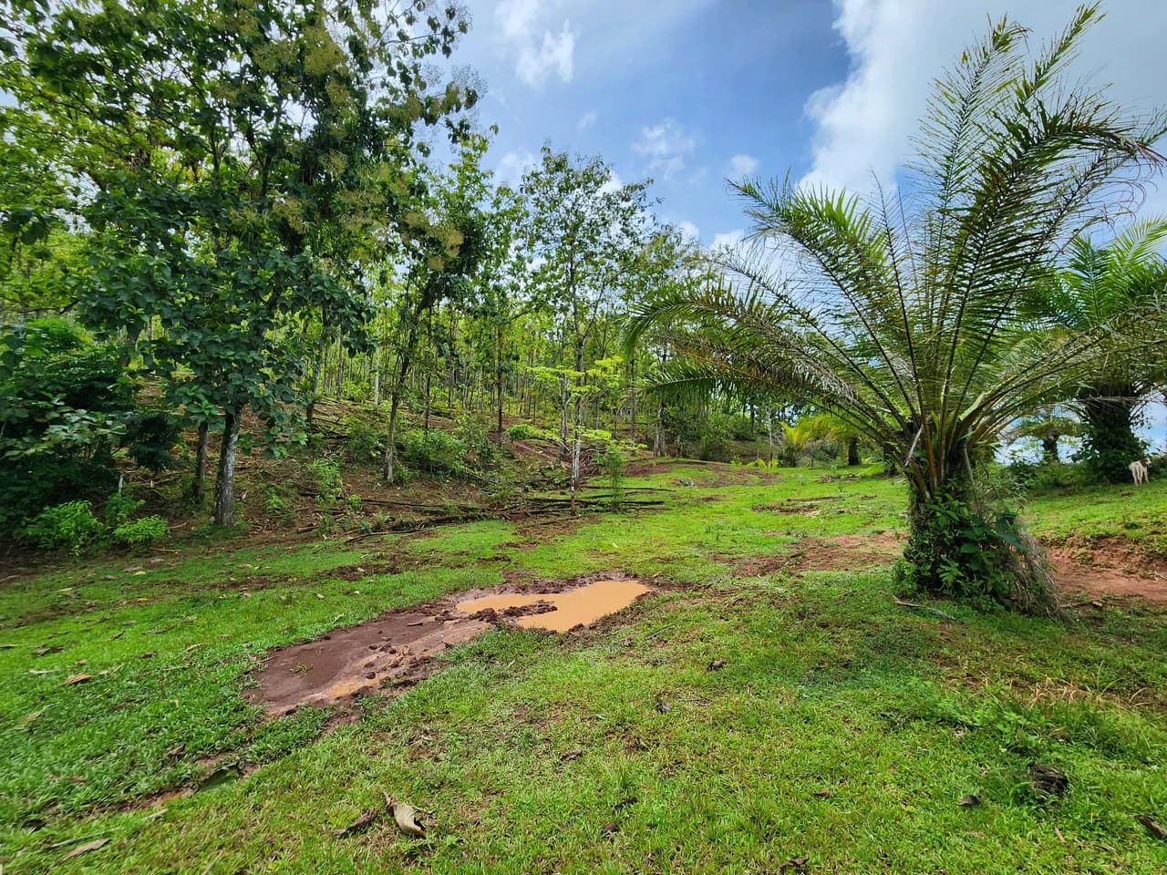 PRIME PARRITA FARM FOR SALE - photo 27