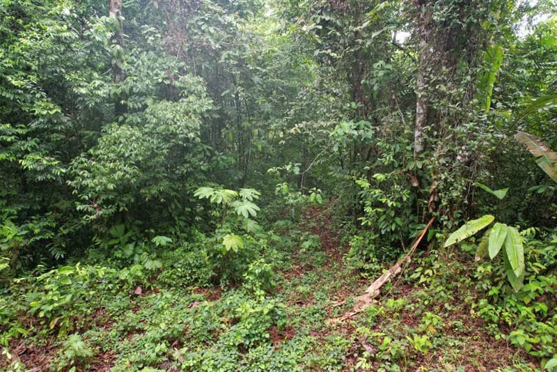 34-Acres of Forest For Sale in Riyito de Puerto Jimenez - photo 6