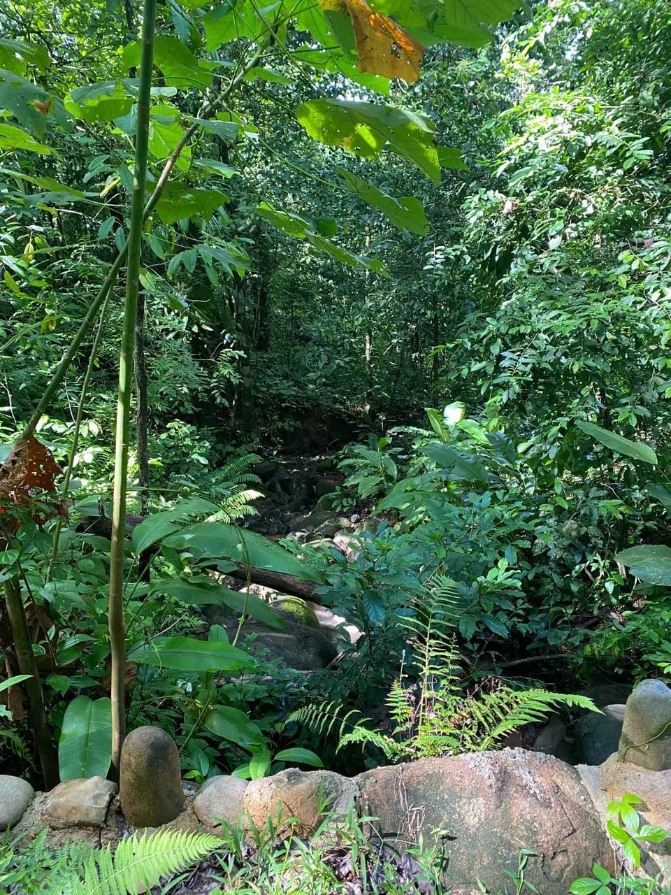 Spectacular Ocean view on 7.7 acres: Mountain Home Construction Site For Sale in Bahía Ballena - photo 24