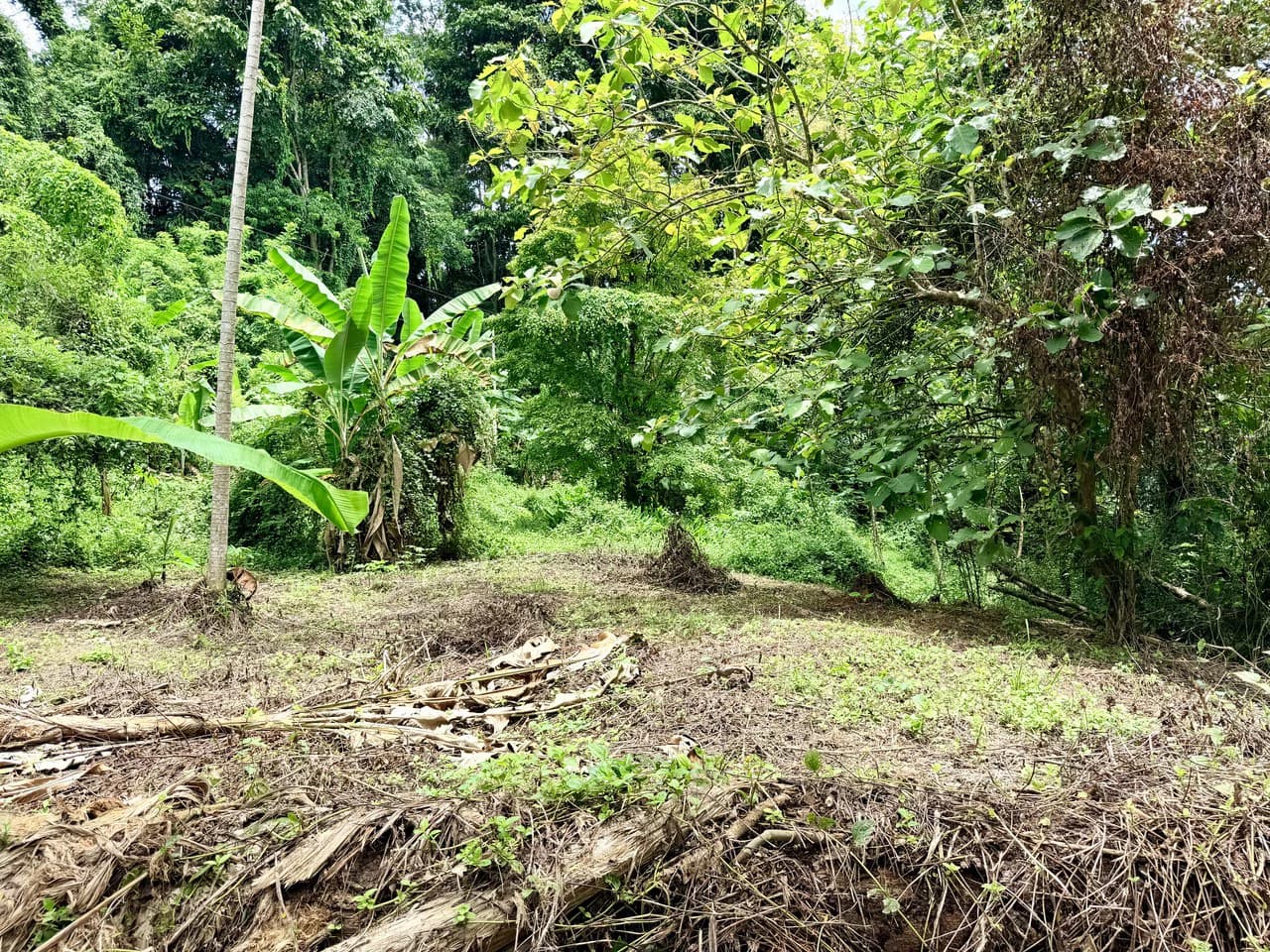 Uvita Development Farm - 40.47 Acres Estate - photo 11