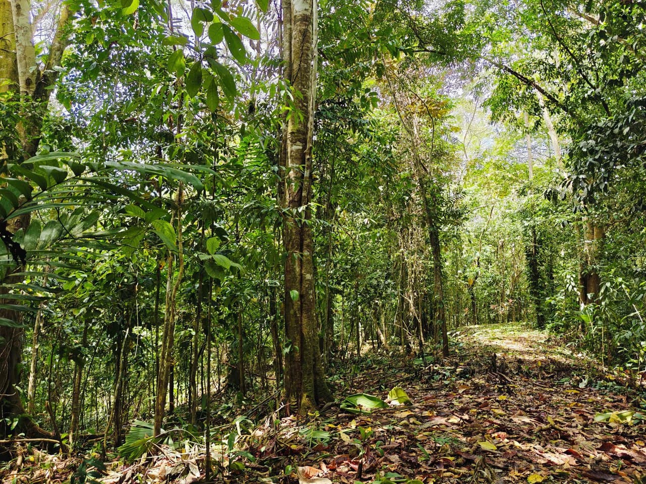 8001 sqm of Off-Grid Raw Jungle land in Gated Community near Punta Uva - photo 7