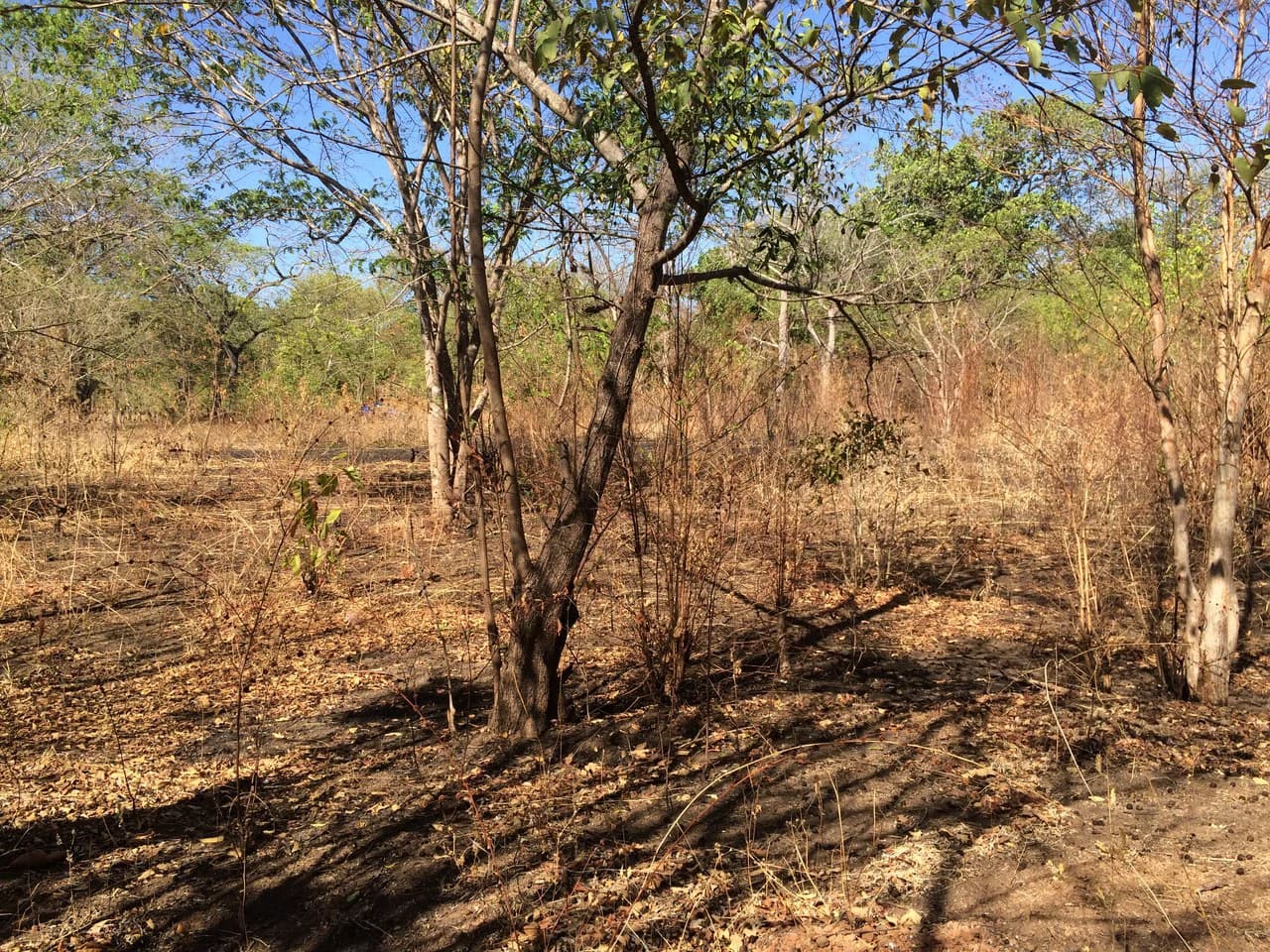 Large property, close to Playas del Coco - photo 6