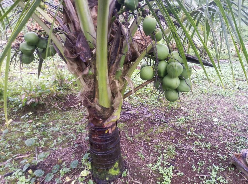 Agricultural farmland for sale in Aguas Claras, Alajuela, 1 house and many fruit trees - photo 3