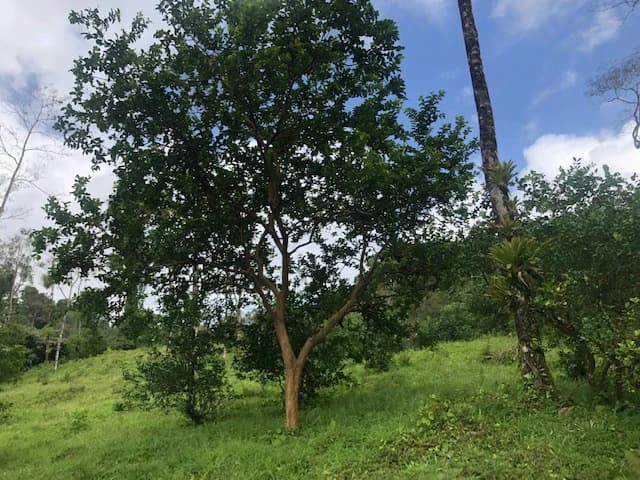 Hot and Cold Thermal Springs for Sale – Beautiful Property in Dos Ríos, Alajuela with Excellent Commercial Potential - photo 23