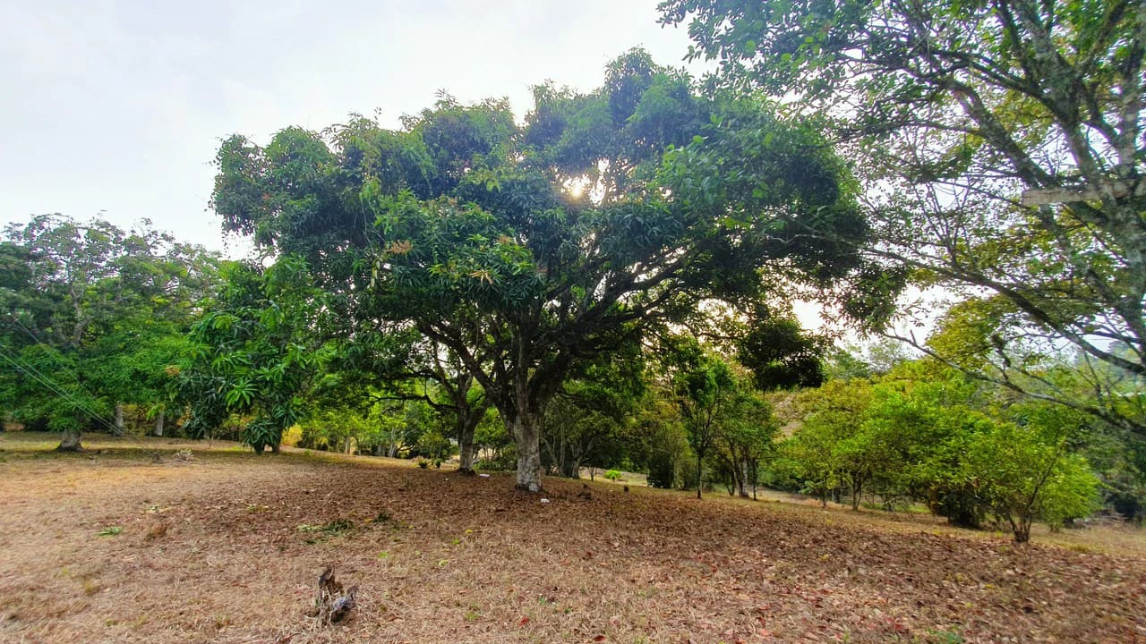FRUIT TREE PROPERTY FOR SALE: Home Construction Site For Sale in San Isidro del General - photo 28