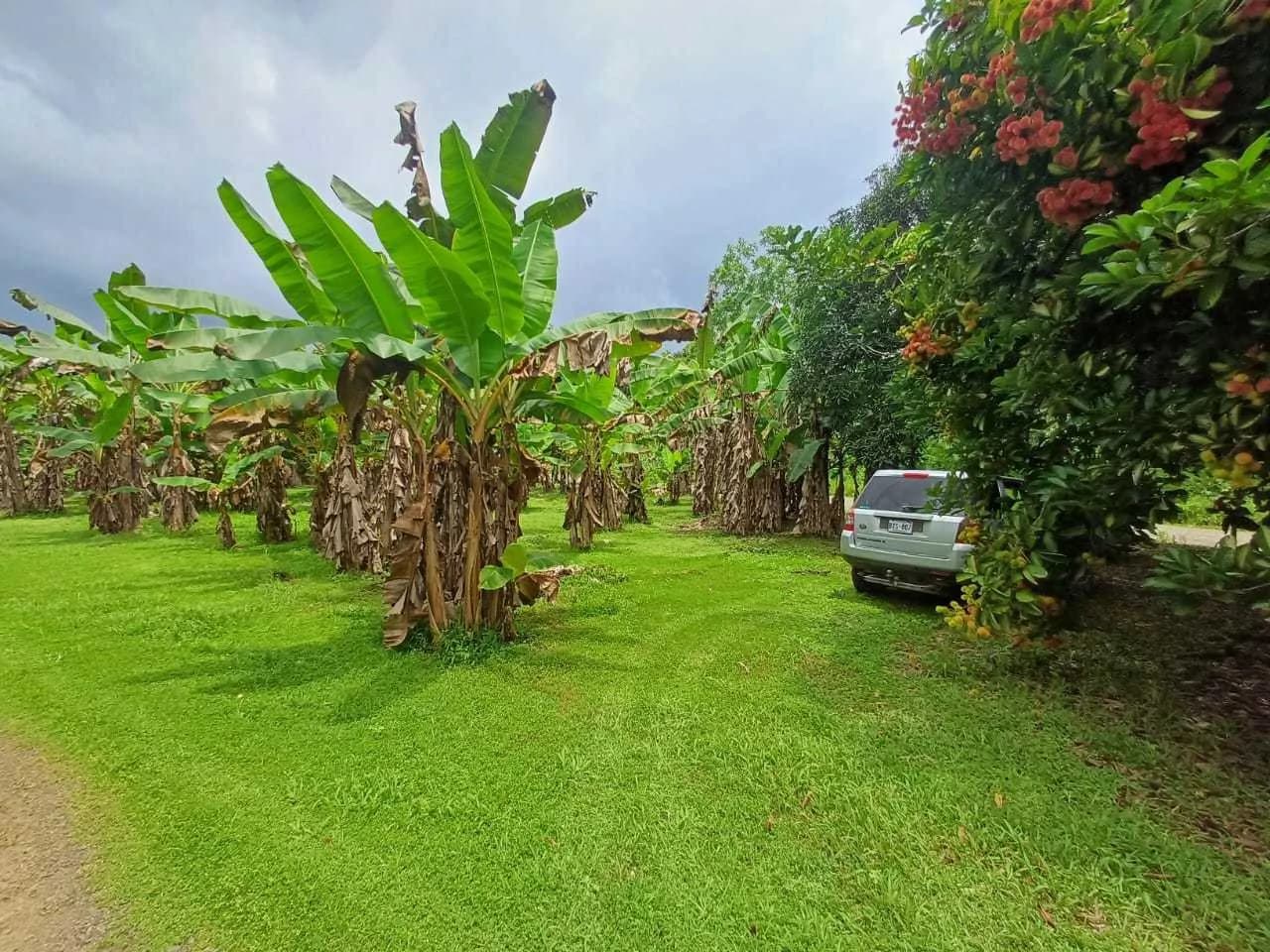 Finca La Palma, Cañaza, Puerto Jiménez - photo 6