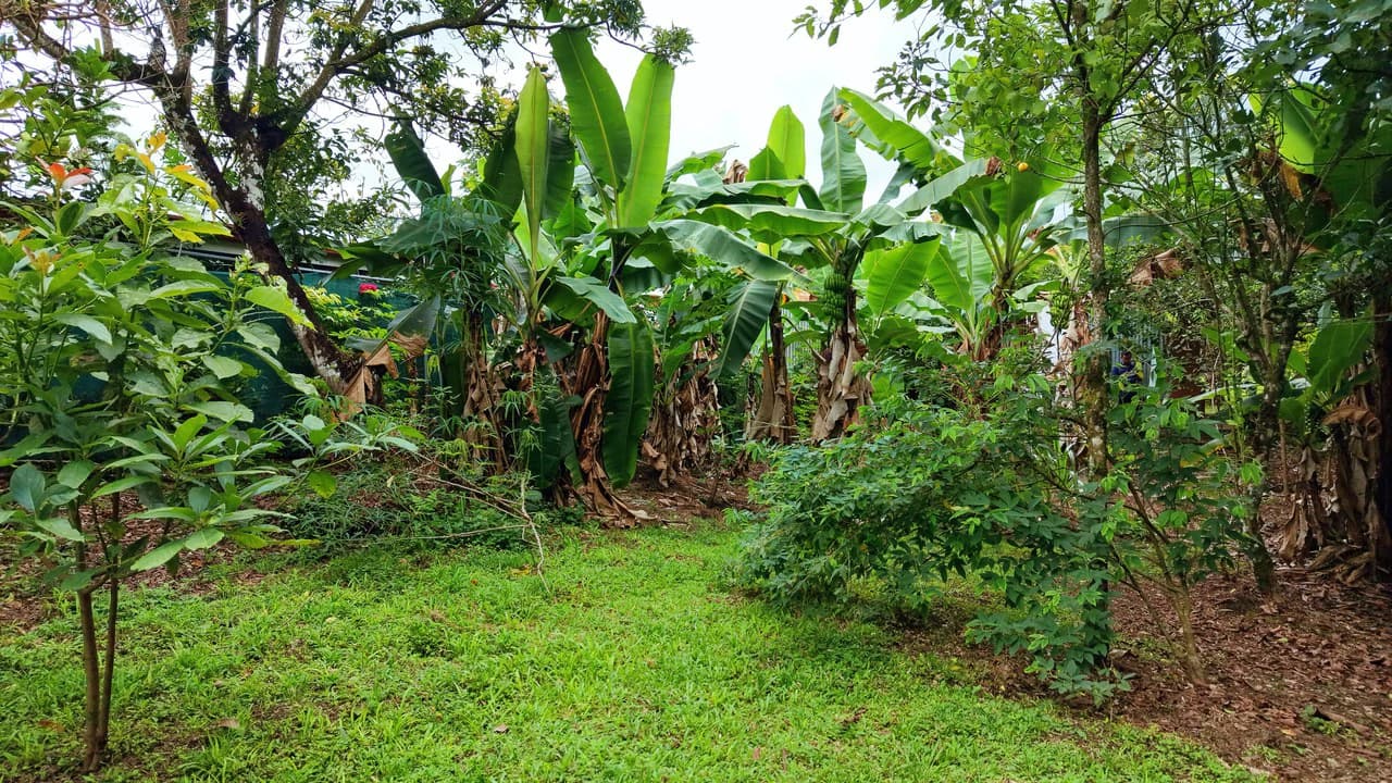 LOTE PLANO CON FRUTALES: Mountain Home Construction Site For Sale in General Viejo - photo 16