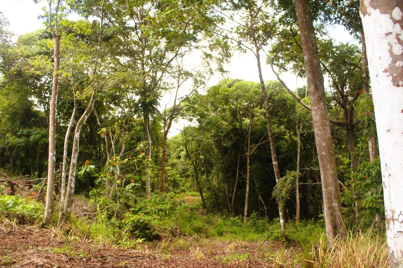 Wildlife Reserve Farm close to Ojochal - photo 5