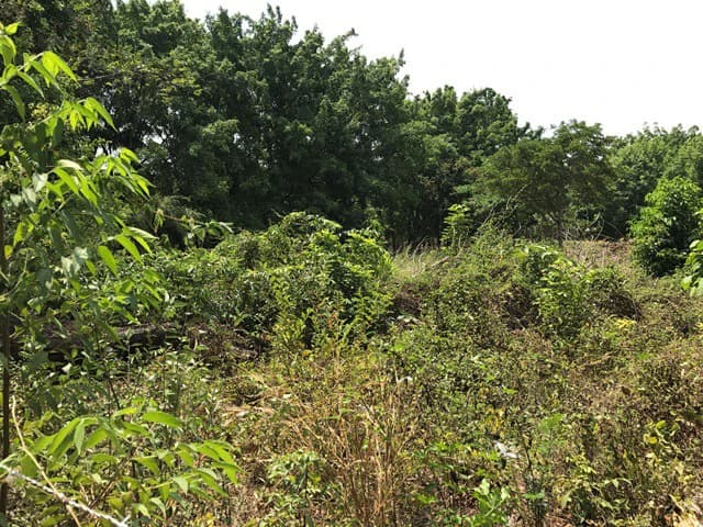 Great property in Santa Cruz: Excellent opportunity to develop in excellent location - photo 14