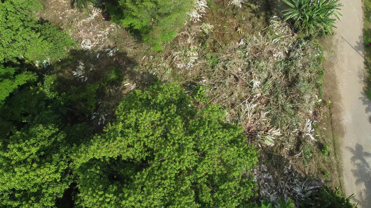 Ojochal - 1 Acre Ready To Build Jungle Lot, Ocean Breezes in Wildlife Corridore - photo 8