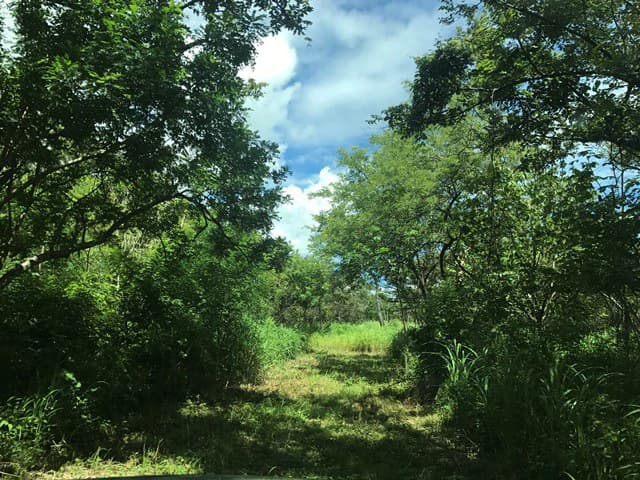 NYA project Price $ 17 m². 21 hectares