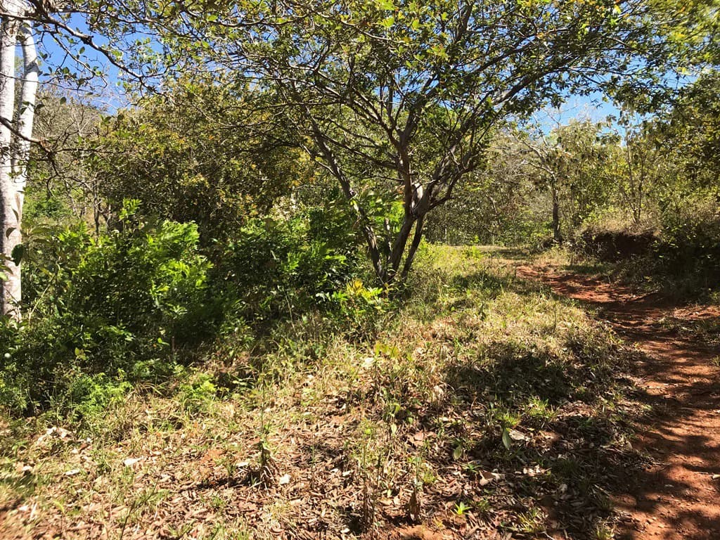 Ocean view farm for sale in the mountains of San Juanillo - photo 14