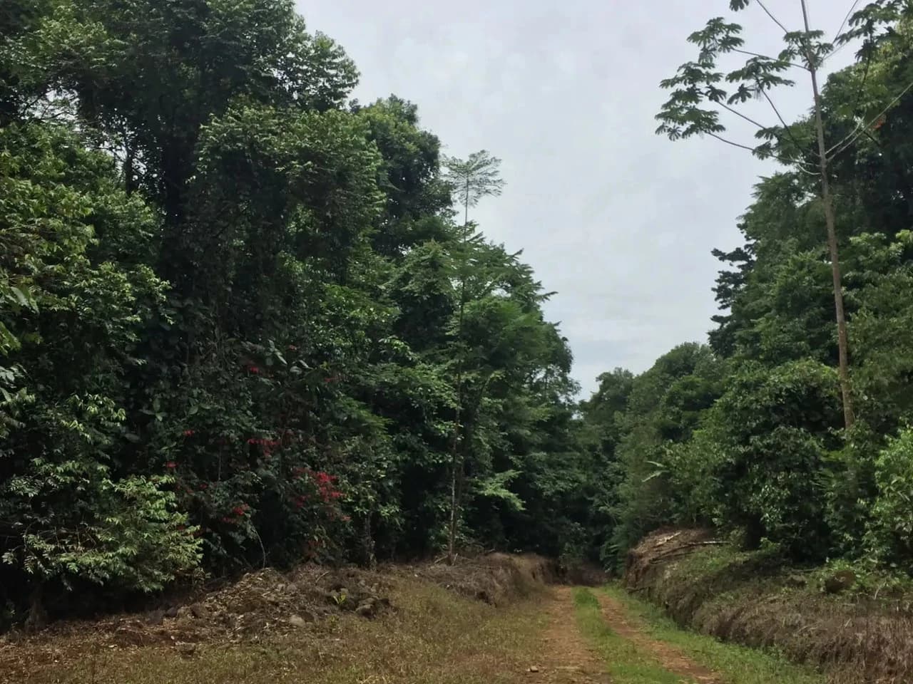 Expansive 83-Hectare Agricultural & Ranch Land in Sarapiquí, Heredia - photo 10